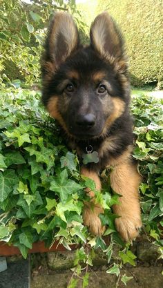 a puppy is sitting in the bushes looking at the camera