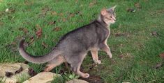 a cat is standing on some rocks in the grass and looking at something off to the side