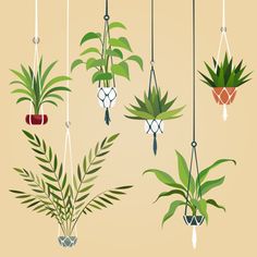 hanging planters with plants in them on a beige background stock photo - 787982