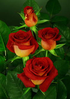 three red roses with green leaves in front of the words happy valentine's day