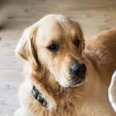 a close up of a dog laying on the floor with a bowl in front of it