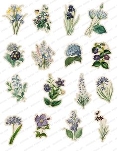 various types of flowers and leaves on a white background with the words, flower stickers