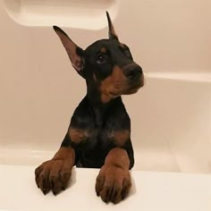 a small black and brown dog sitting in a bath tub with its paws on the edge