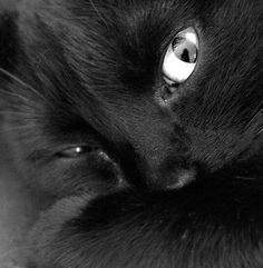 a black cat with an eyeball in it's face