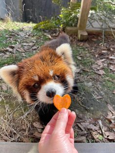 a hand holding a carrot in front of a small red and white animal with a heart shaped nose