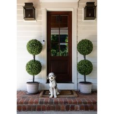 a dog sitting in front of a door with two potted plants on the doorstep