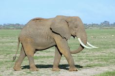 an elephant walking across a grass covered field