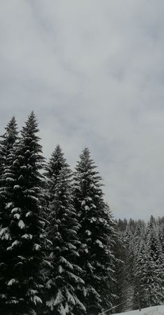 snow covered pine trees on a cloudy day