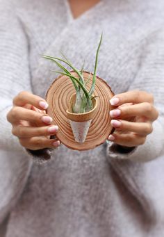 a person holding a small potted plant on top of a wooden slice in their hands