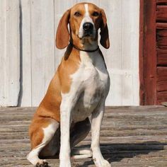 a brown and white dog sitting on top of a wooden floor next to a barn