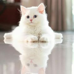 a white cat with blue eyes sitting on the floor looking at its reflection in the water