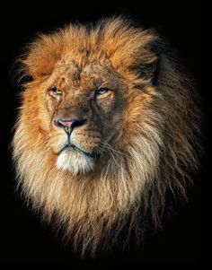 a close up of a lion's face on a black background