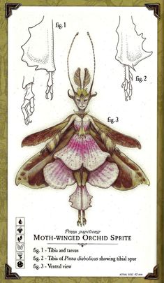 a drawing of a moth with different wings