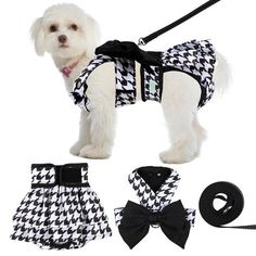 a white dog wearing a black and white checkered vest with matching bow tie, leash and harness