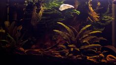 an aquarium filled with lots of plants and fish swimming in it's water tank