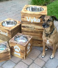 a brown dog sitting next to three wooden boxes with bowls on them and the words yuka written in white