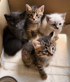 four kittens are sitting in a cardboard box