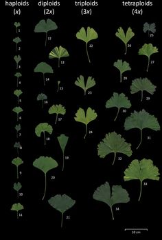 the different types of plants that are growing from seed to leaf, with numbers on each side