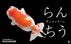 an orange and white koi fish with the words 5h ranchu written in japanese