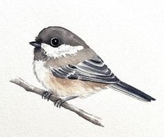 a watercolor painting of a bird sitting on a branch with white and gray feathers