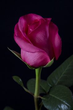 a single pink rose with green leaves on a black background