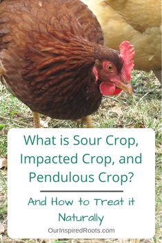 what is sour crop, impacted crop and penduous crop? and how to treat it naturally