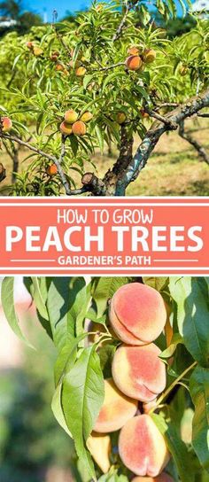 how to grow peach trees in the garden