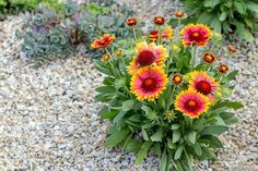 some red and yellow flowers are growing in the gravel next to other plants on the ground