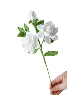 a hand is holding a white flower with green leaves on it, against a white background