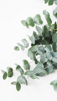 some green leaves on a white background