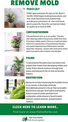 a poster with instructions on how to remove mold from houseplants and other plants