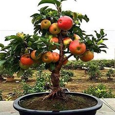 an apple tree is growing in a pot