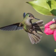 a hummingbird flying towards a pink flower