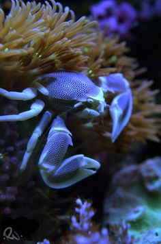 two blue and white sea anemones on top of some corals in the ocean