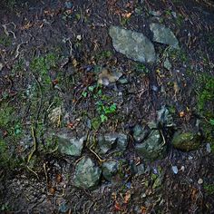 an animal laying on the ground next to some rocks