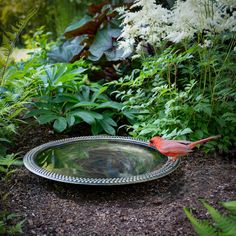 a red bird sitting on top of a metal bowl in the middle of some plants