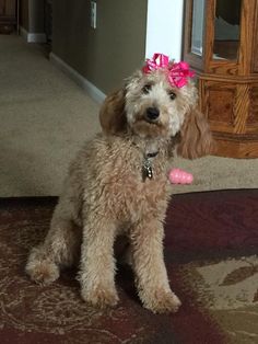 a brown dog with a pink bow sitting on the floor in front of a mirror