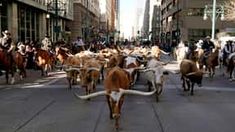 a herd of cattle walking down a street next to tall buildings with people on horseback