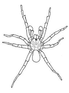 a black and white drawing of a spider