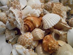 many sea shells are grouped together on the beach