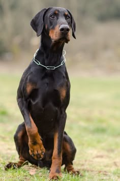 a black and brown dog sitting in the grass