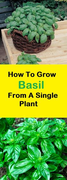 how to grow basil from a single plant in a garden or yard with text overlay that reads, how to grow basil from a single plant