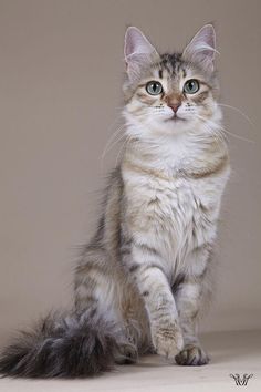 a grey and white cat sitting on top of a floor