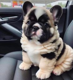 a small black and white dog sitting on top of a car seat