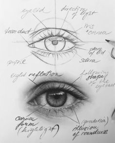 a drawing of an eye with all the parts labeled in it and on top of each other