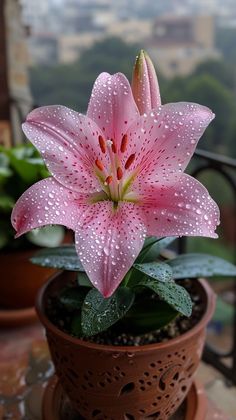 a pink flower sitting on top of a potted plant next to a window sill