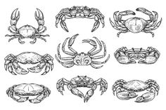 the different types of crabs drawn by hand on white paper stock photo, images and royalty illustrations