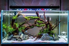 an aquarium filled with plants and rocks