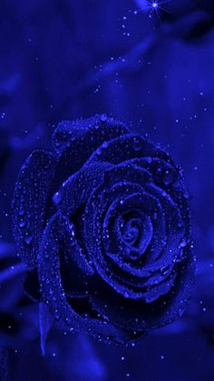 a blue rose with water droplets on it