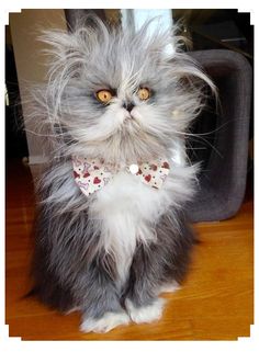 a gray and white cat wearing a bow tie